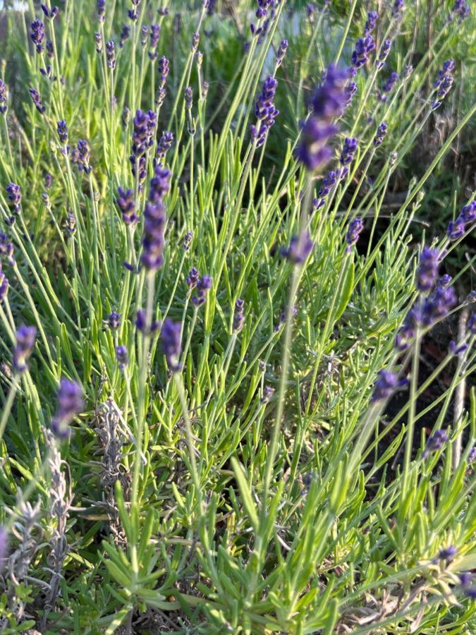 Ferienhaus Lavendel Obergurig Zewnętrze zdjęcie